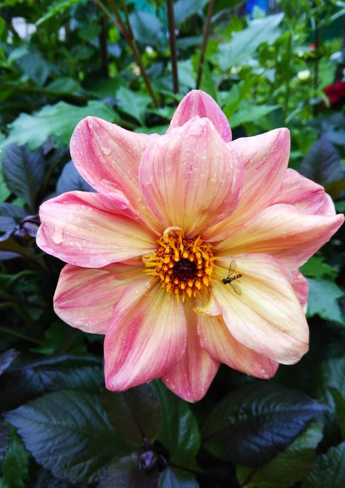 Photograph by Елена Куликова