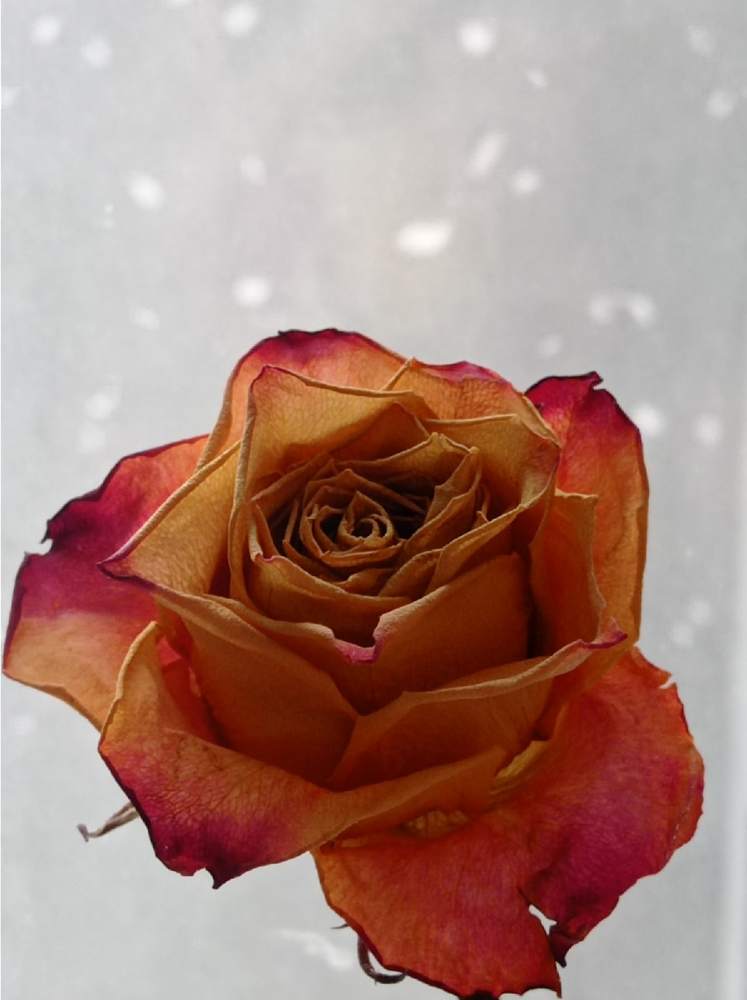 Роза и снег