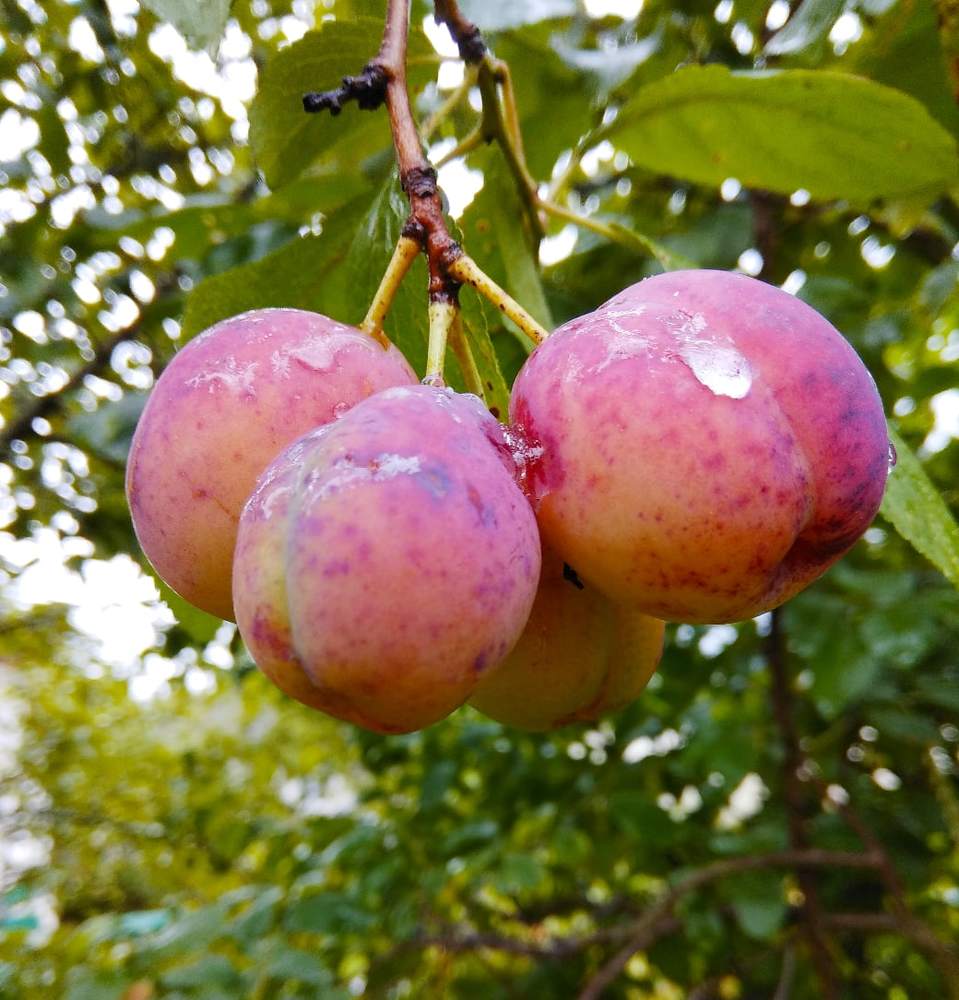 Photograph by Елена Куликова