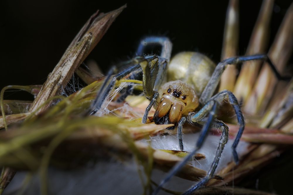Паучье гнездо