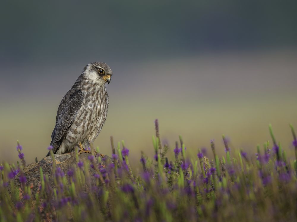 Photograph by Anindita Datta Muhuri