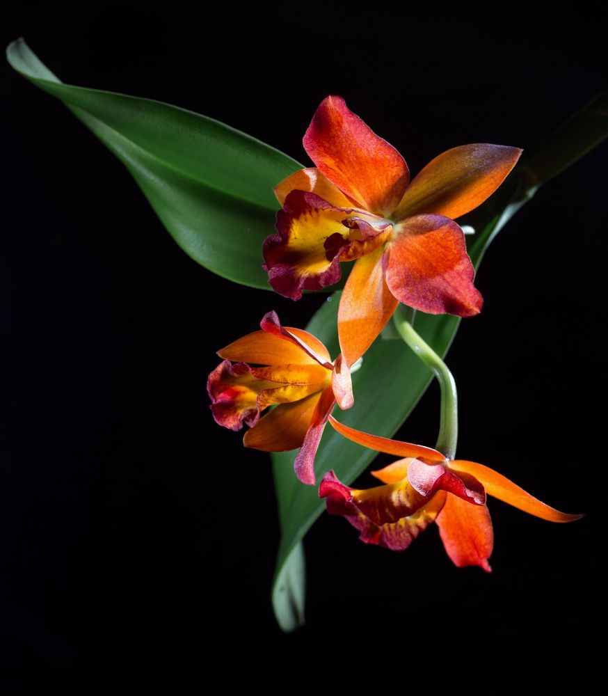 Фотография автора Валентин Черновол