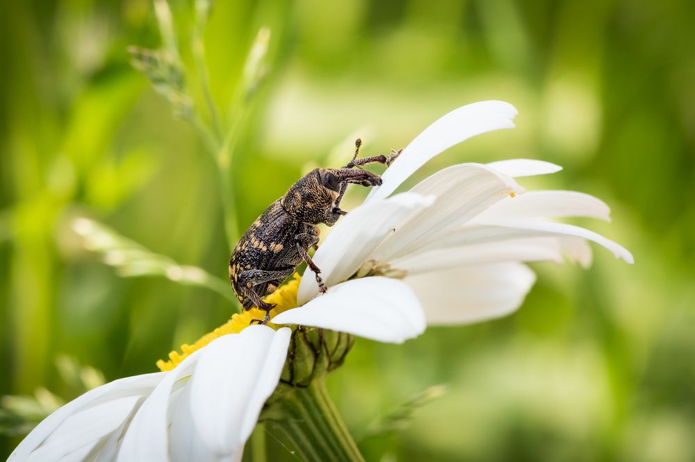 Photograph by Ирина Моросеева