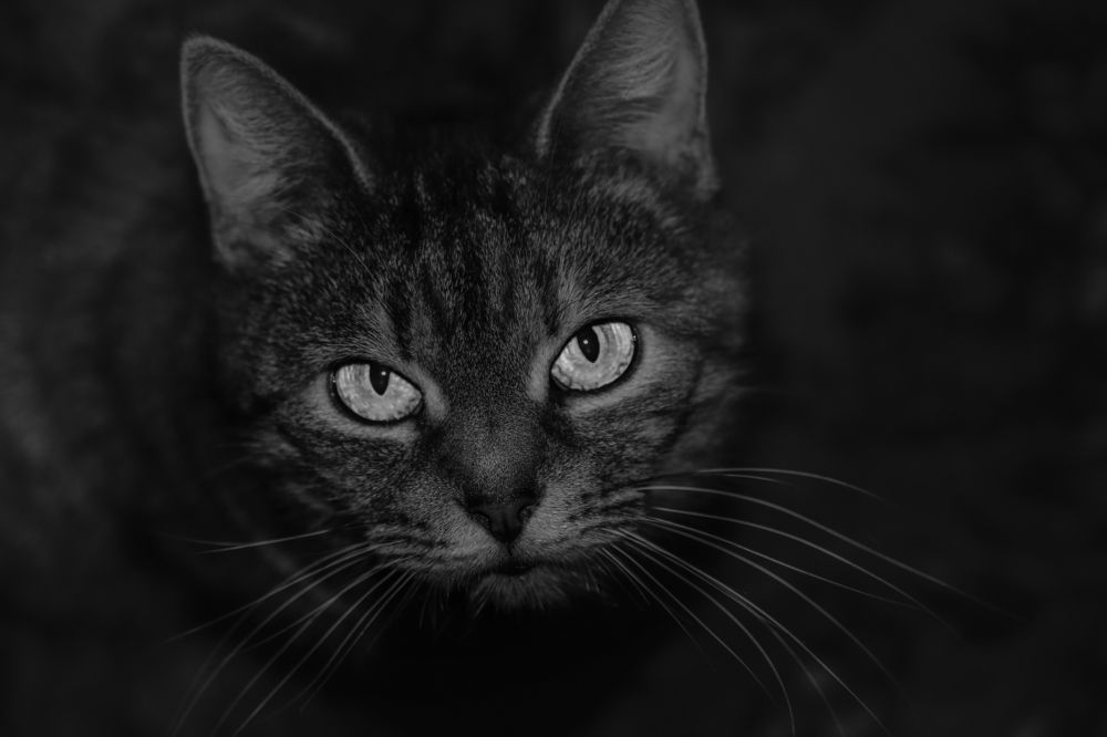 Я тебе приснюсь, хочешь?