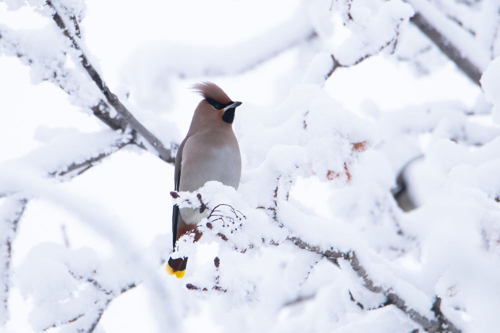 Photograph by Цветков Сергей