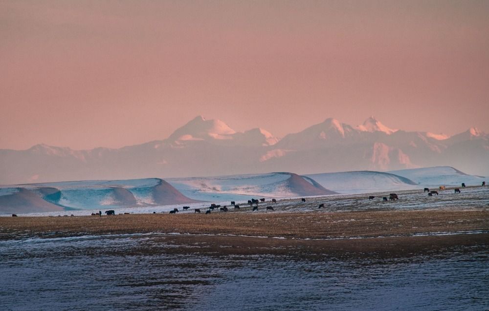 Зимние пастбища с видом на гору Казбек и Большой Кавказский хребет.