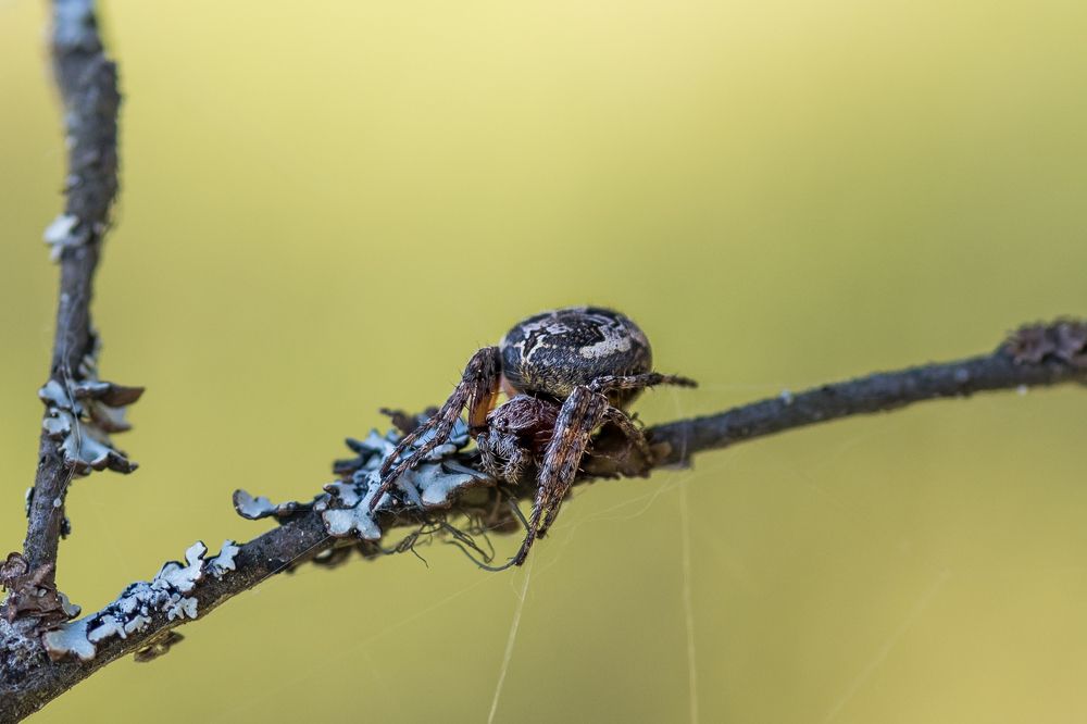 Photograph by Ирина Моросеева