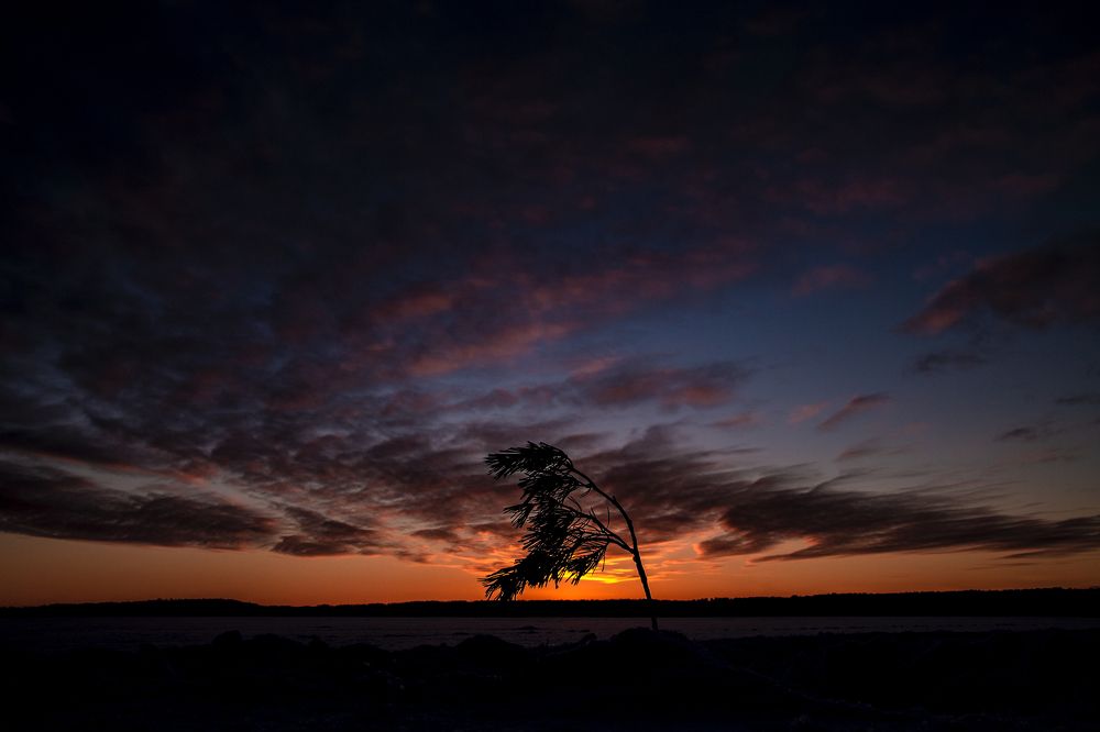 A lonesome tree