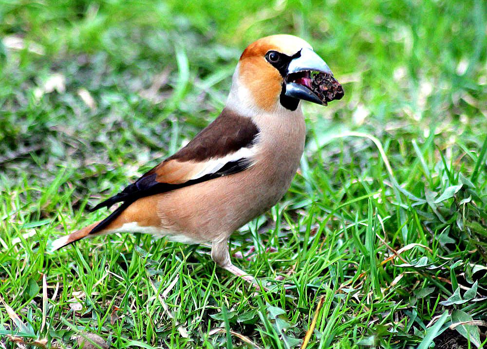 Photograph by Людмила Крышковец