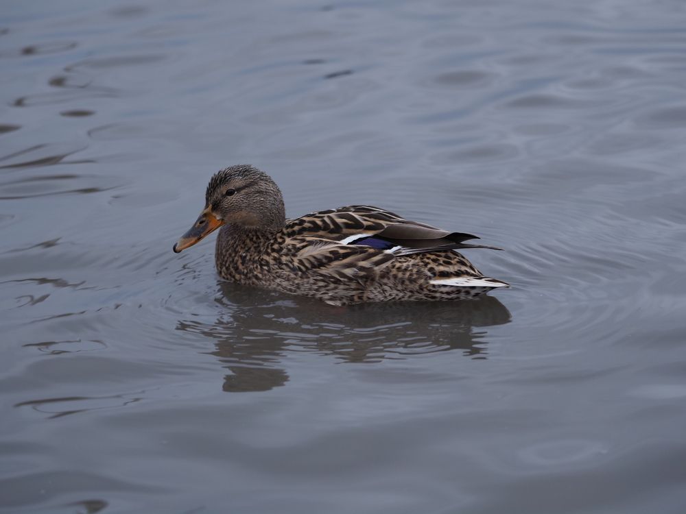 чайки, бакланы, утки.