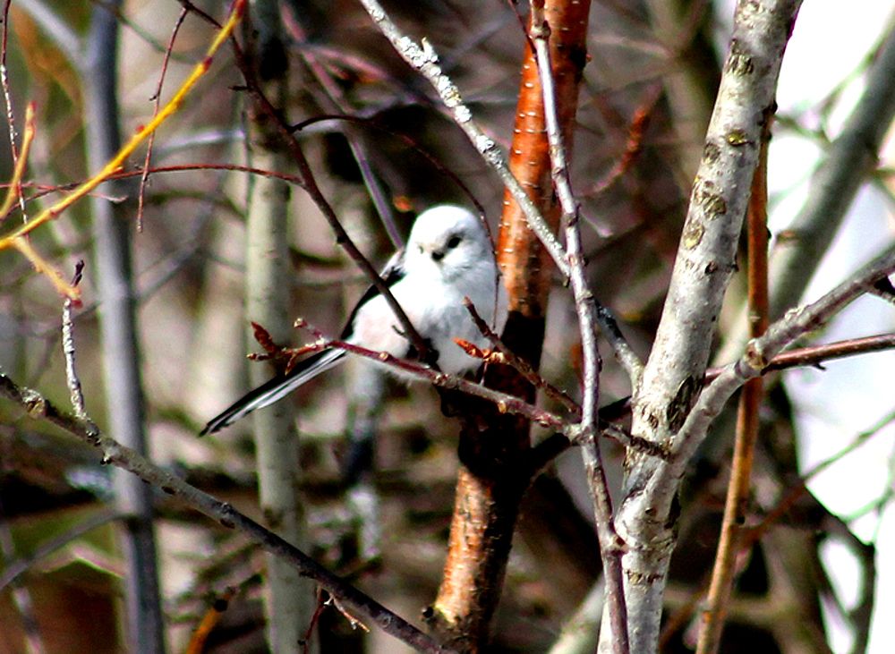 Photograph by Людмила Крышковец