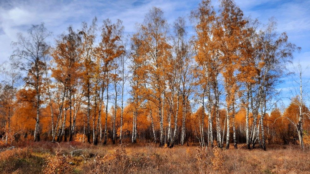 Осенняя рапсодия ...