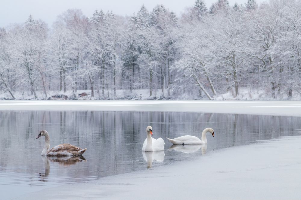 Photograph by Наталья Брюхненко