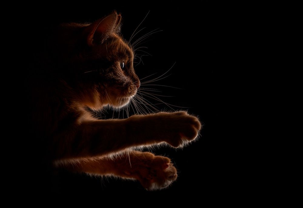 Photograph by Николай Сизиков