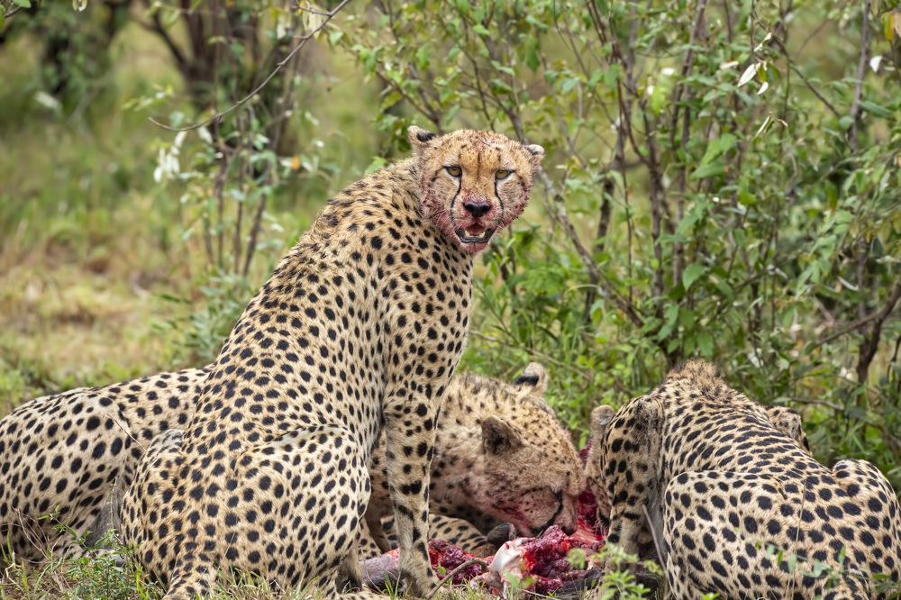 Photograph by Aneesh Thomas