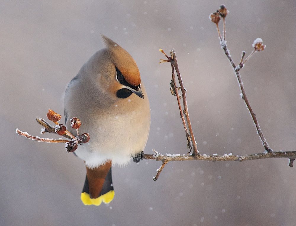 Photograph by @bersenika