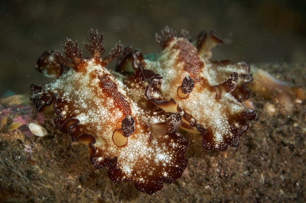 Голожаберные моллюски Discodoris boholiensis.