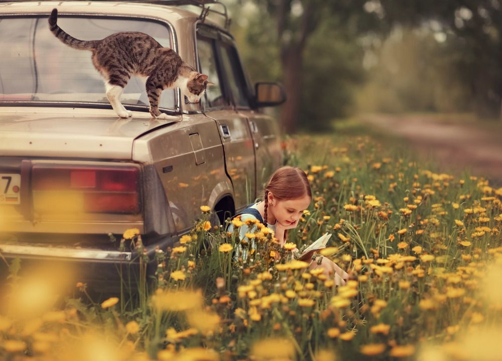 Кот-читатель