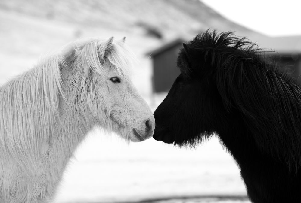 Photograph by Massimo Ronchetti