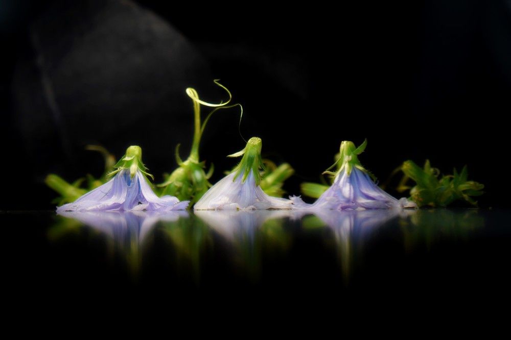 Музыа  невидимой  скрипки