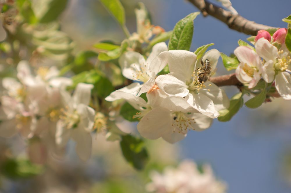 Spring True Sign