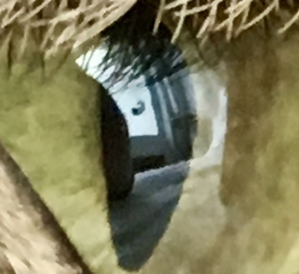 Photograph by Luís Damas