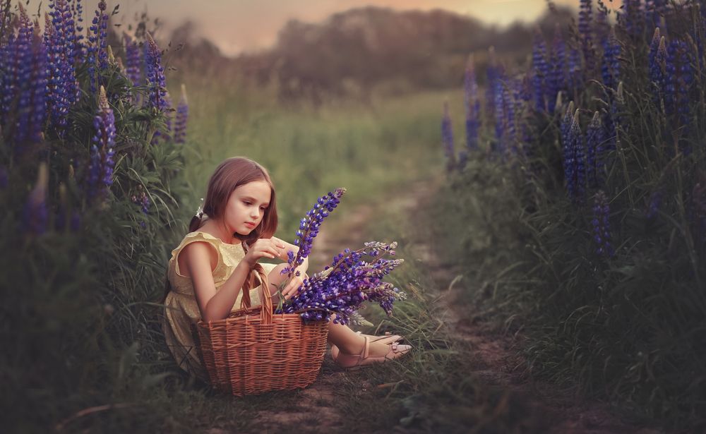 Люпиновый вечер