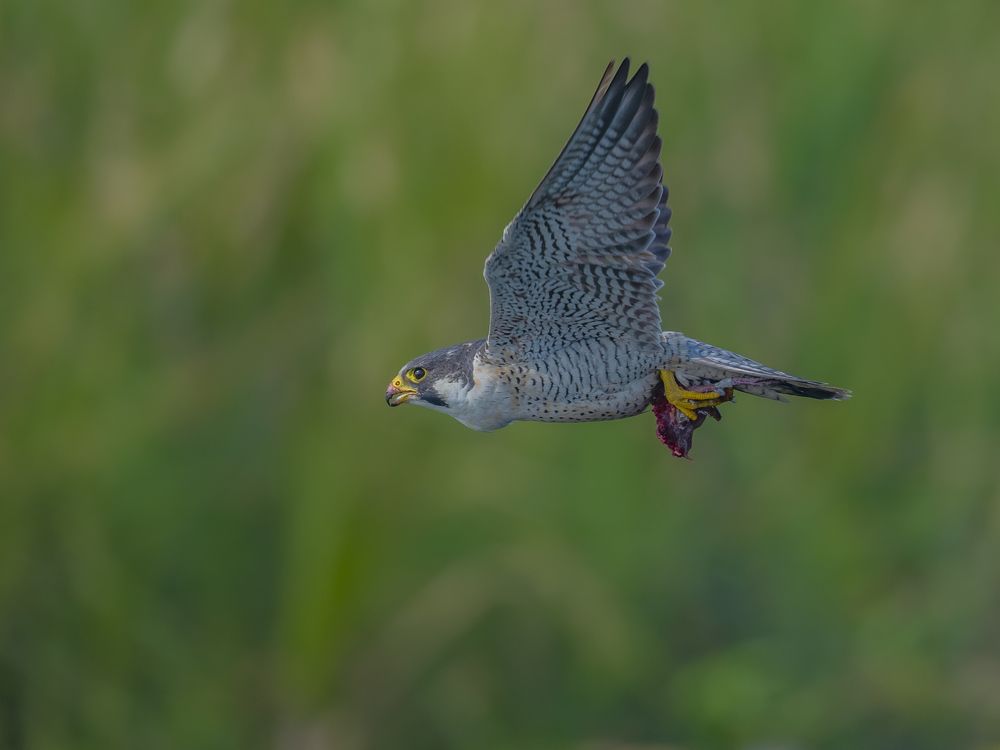 Photograph by Anindita Datta Muhuri