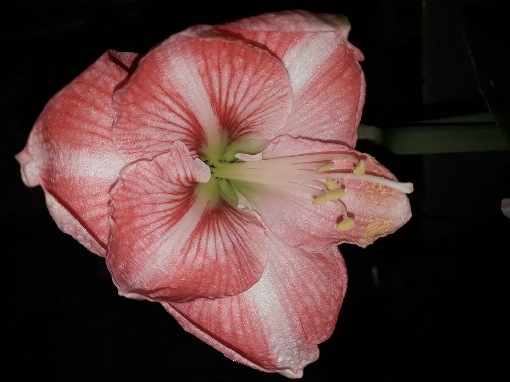 Photograph by Liudmila Usik