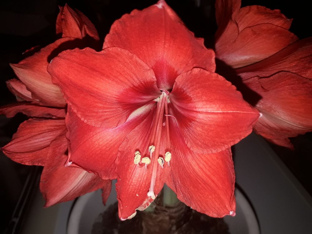 Амариллис Red Color