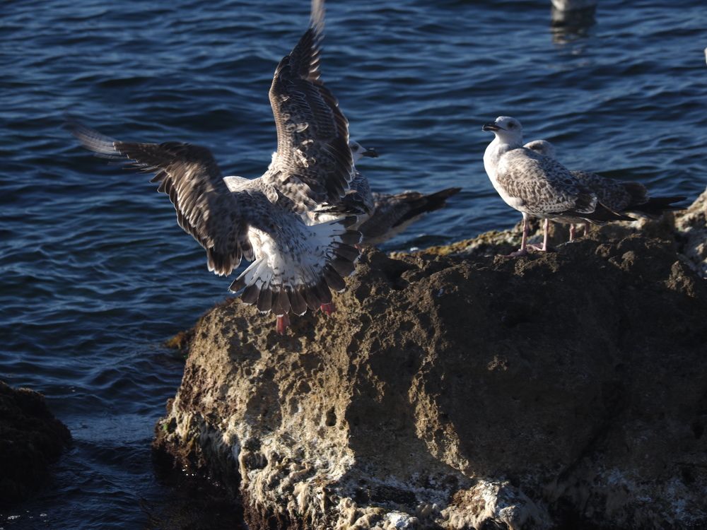 Чайки и бакланы