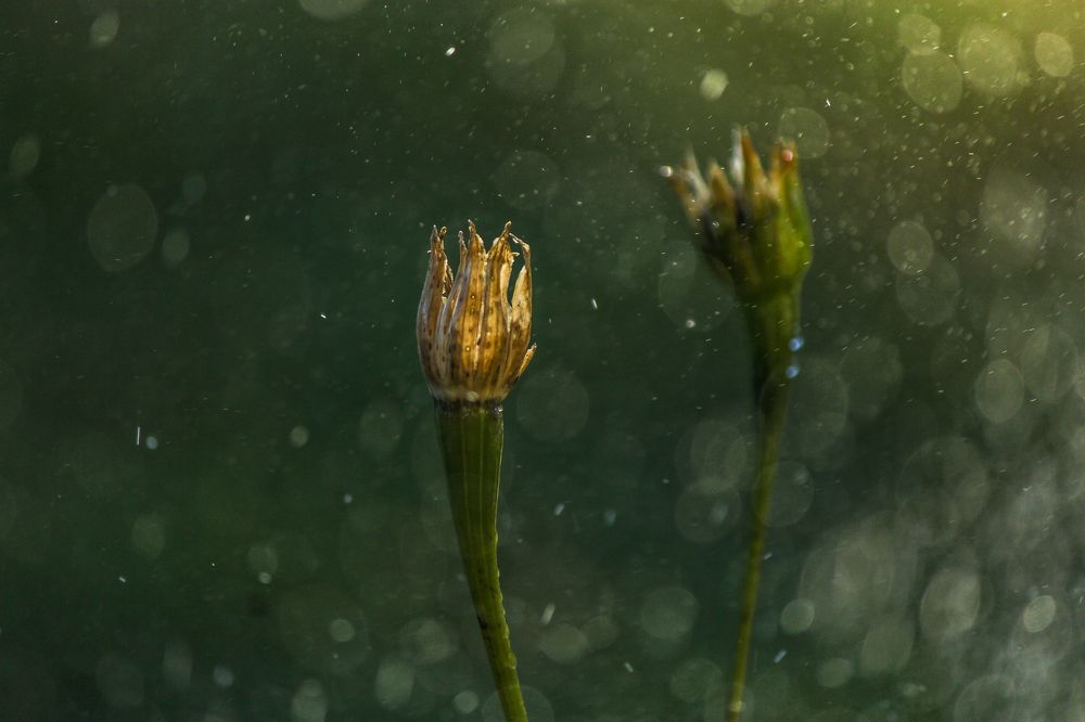 Фотография автора Maliyadewa Wadupola