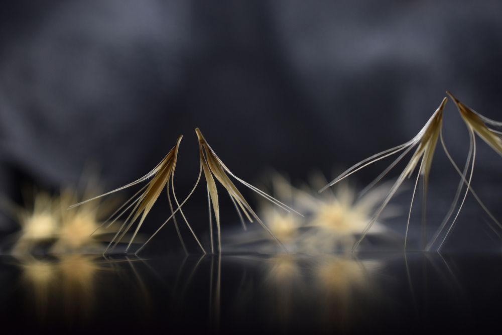 Легкое дыханье красоты