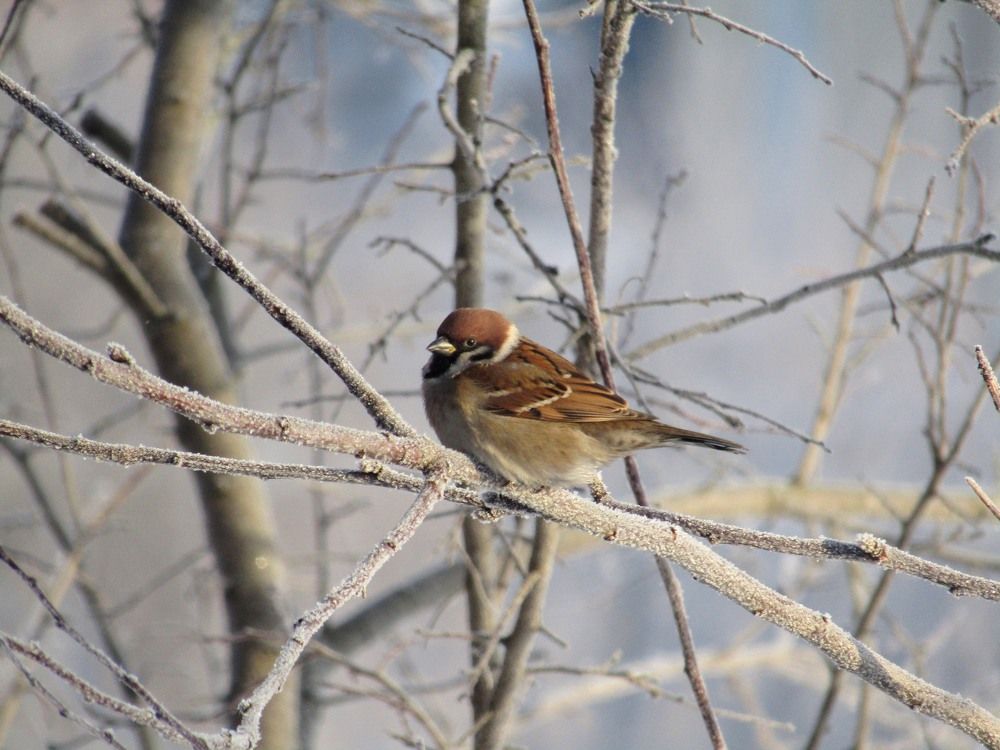 Photograph by Владимир Перминов