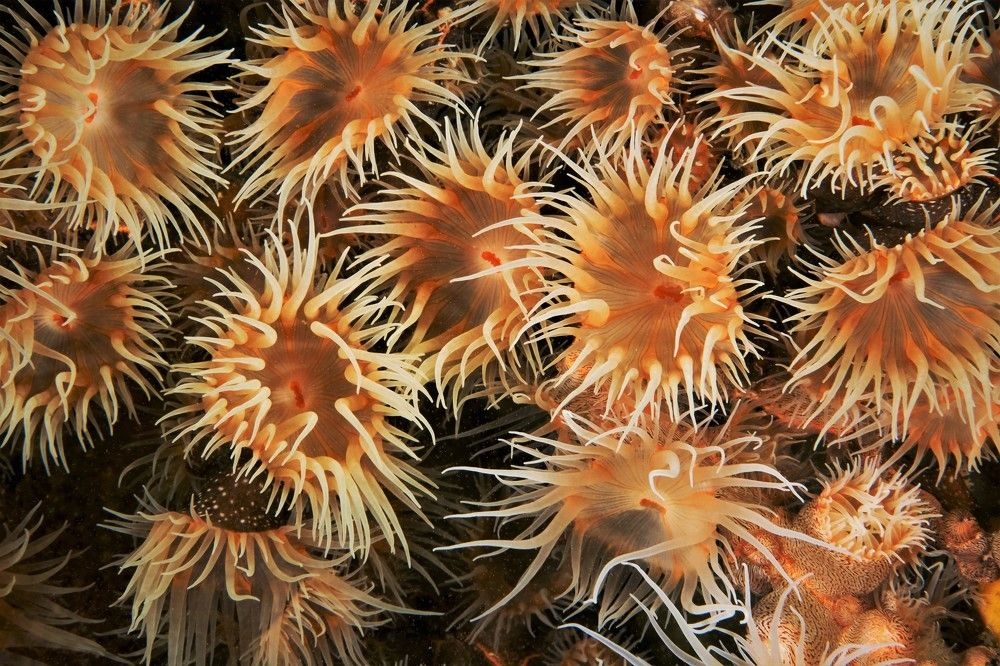 Почти подсолнухи.