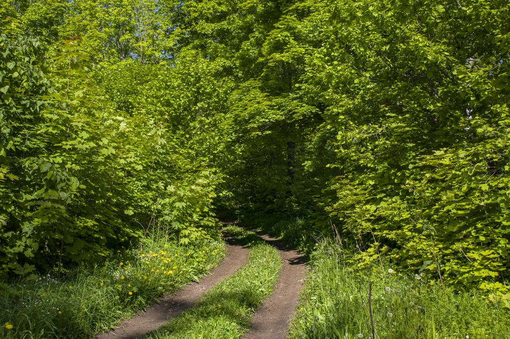 Тропинка в сказку..