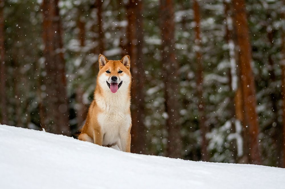 Photograph by Александр Абросимов