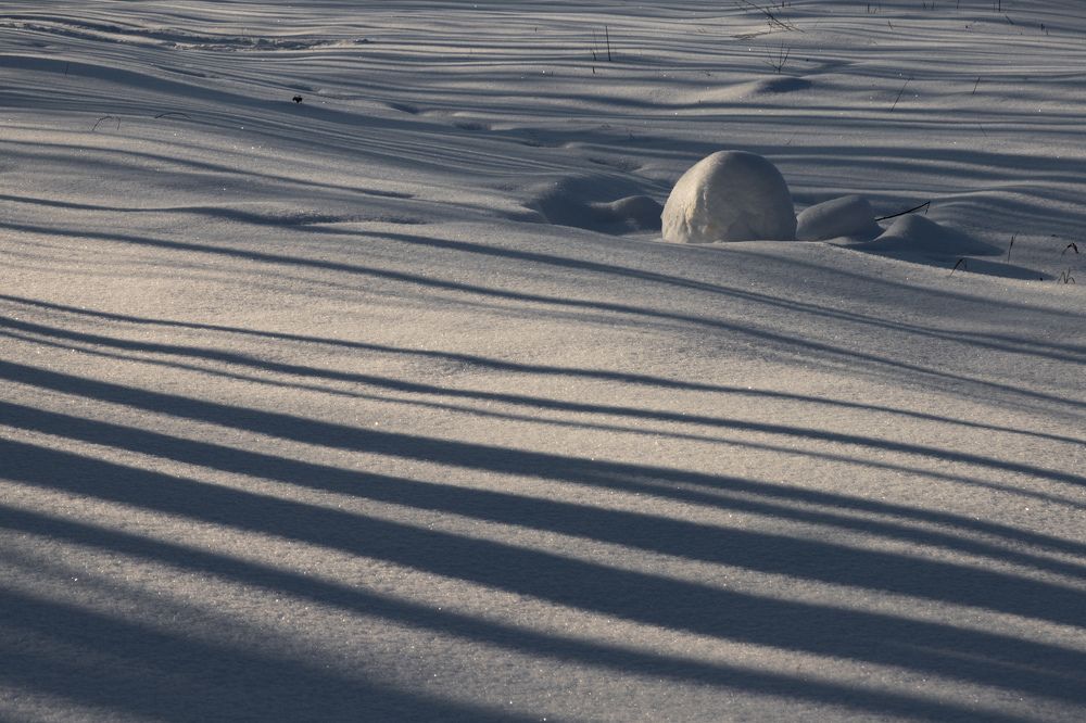 На разлинованных снегах...