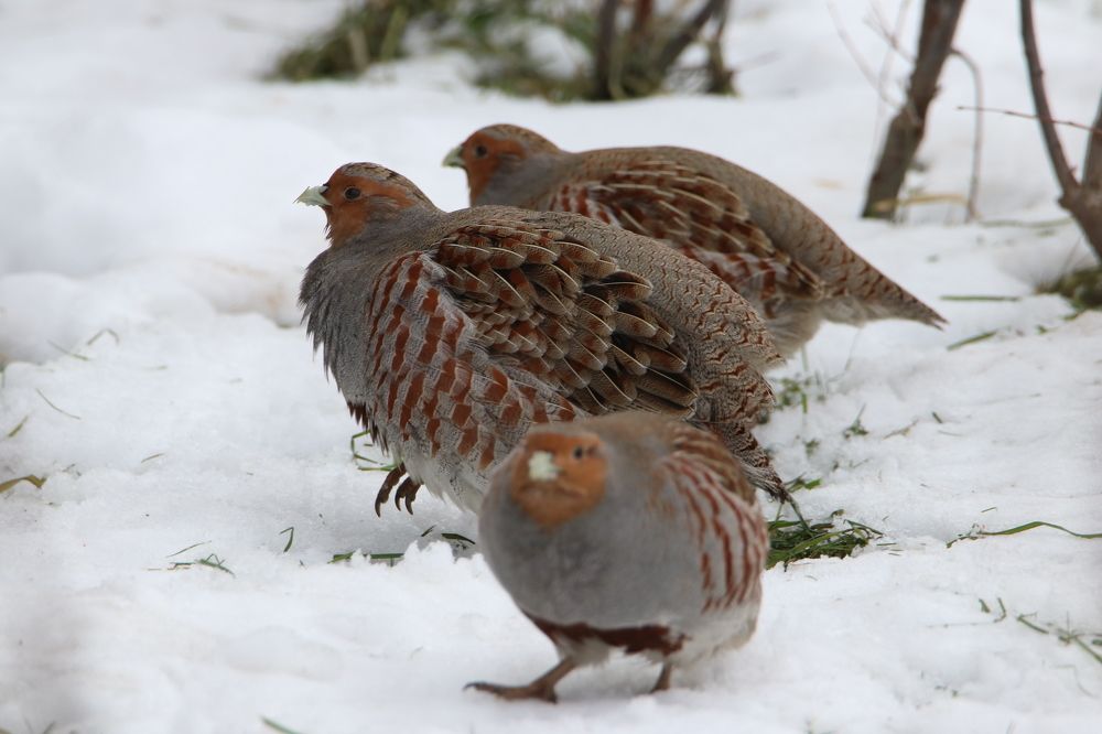 Photograph by Михаил Косяк