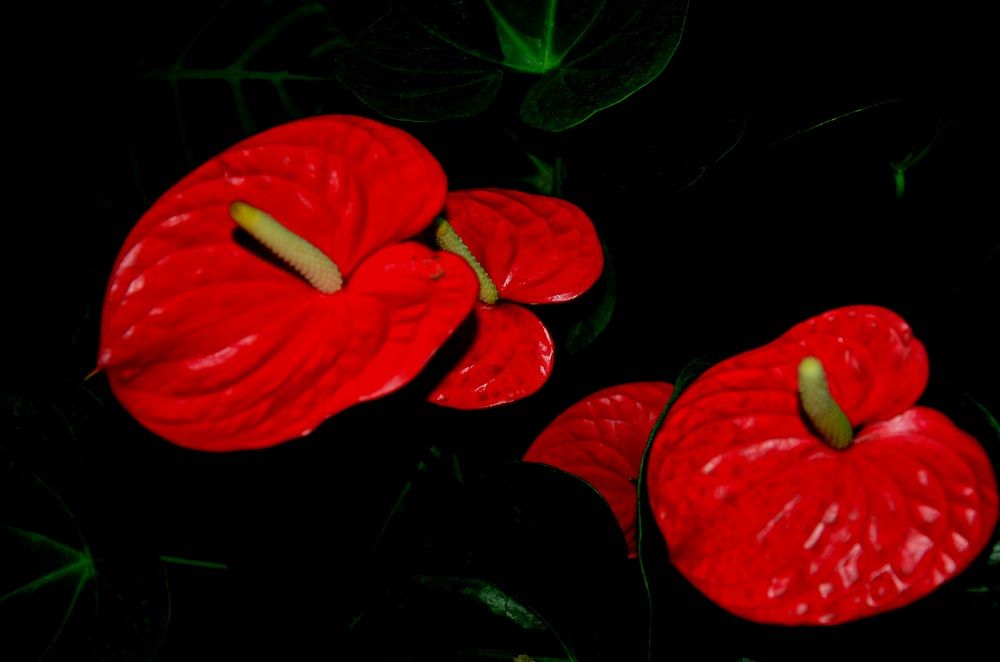 Сочный цвет