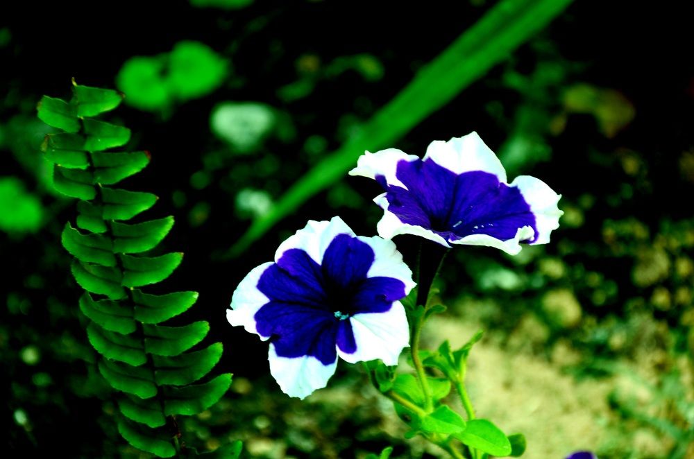 Синеглазки