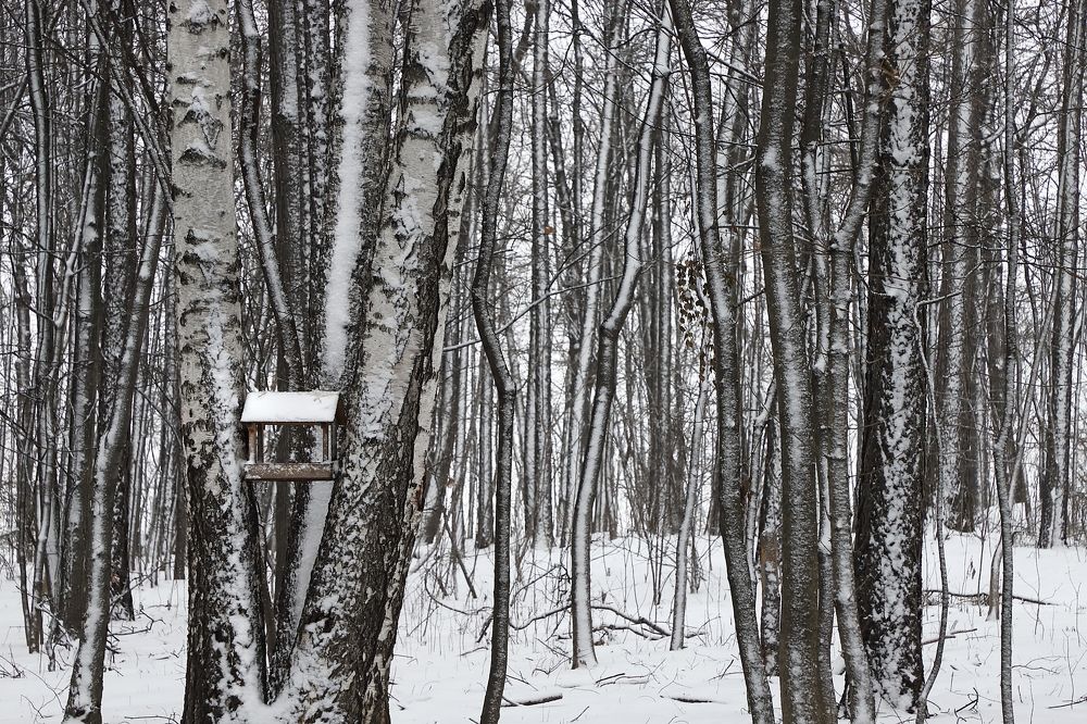 Photograph by Елена Копейкина