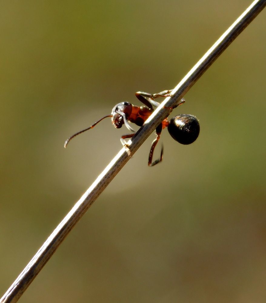 Photograph by Сергей Чеченов