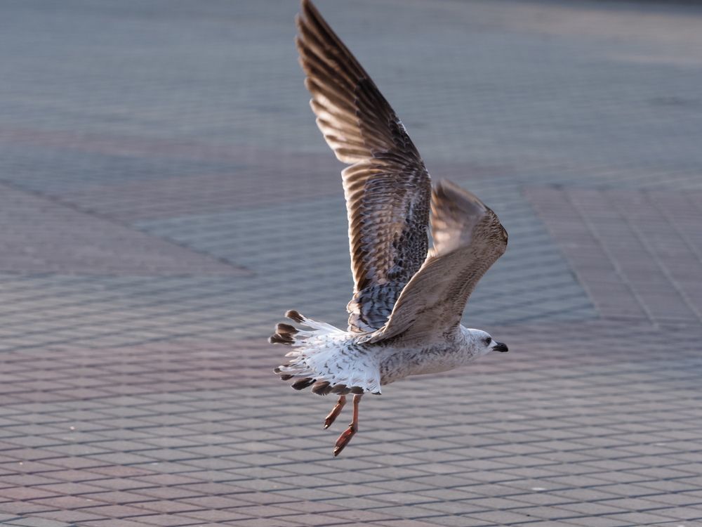 лебеди, бакланы, чайки и голуби.