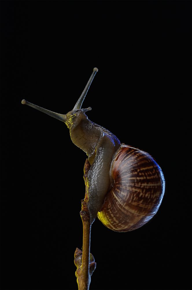 Фотография автора Кирилл Сизов