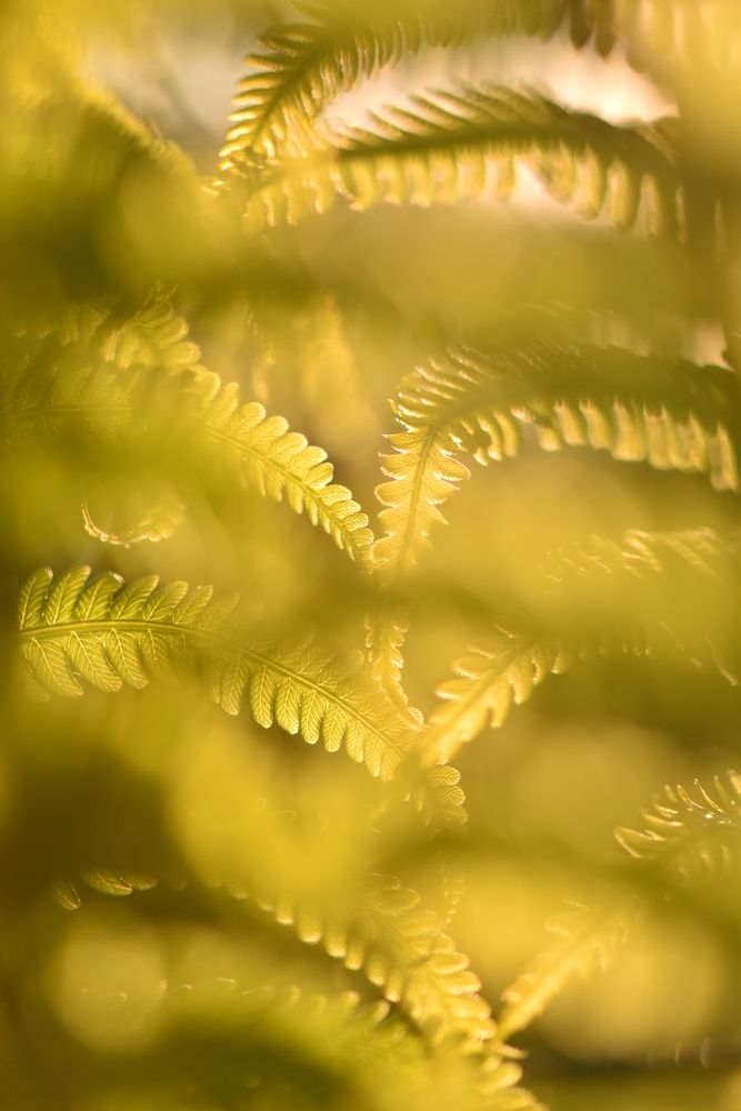 Фотография автора Мария Рохмистрова