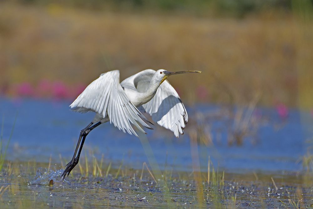 Photograph by RITESH KHABIA