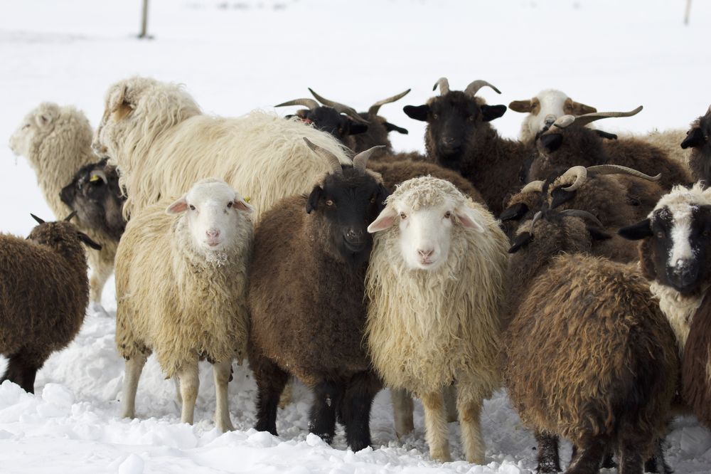 Adorable lambs in winter Altai.