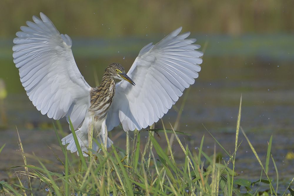 Photograph by RITESH KHABIA