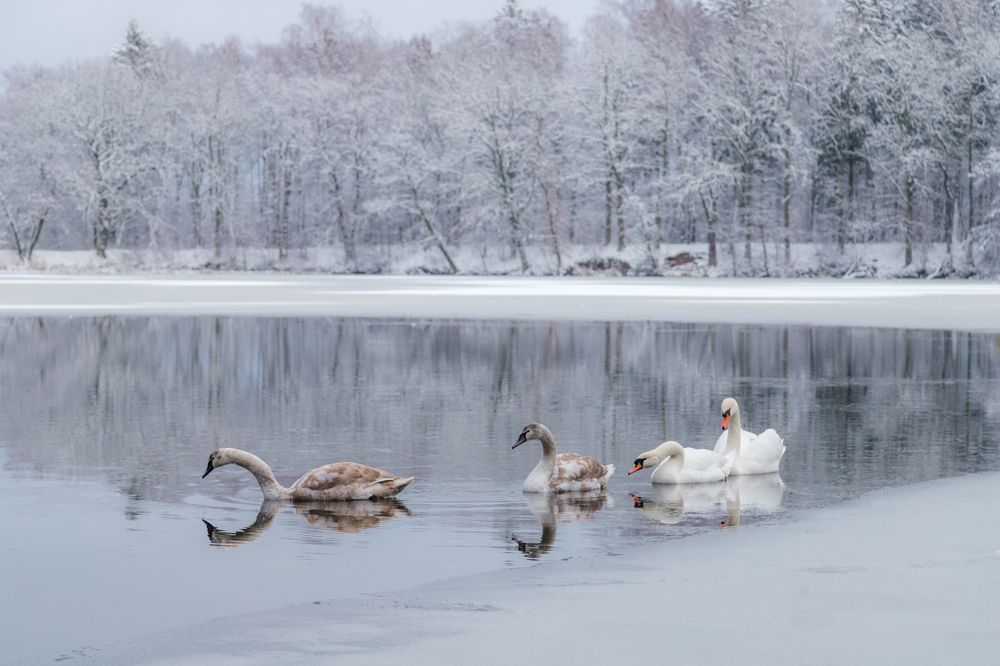 Лебединое озеро